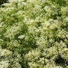 500 WHITE ANISE Pimpinella Anisum HERB Flower Seeds