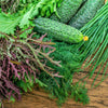 200 RED Streaked MIZUNA MUSTARD Japanese Greens Brassica Juncea Vegetable Seeds