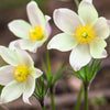 25 WHITE ANEMONE Pulsatilla Vulgaris PASQUE flower Seeds