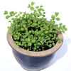 500 SALAD BURNET Sanguisorba Minor Edible Greens Vegetable Herb Flower Seeds