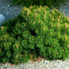 25 MUGO PINE Dwarf Evergreen Pinus Pumilio Shrub Seeds