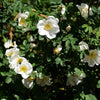 White Japanese Rose Seeds – Rosa Rugosa Alba Bush Rugosa Rose Flower – photo 6