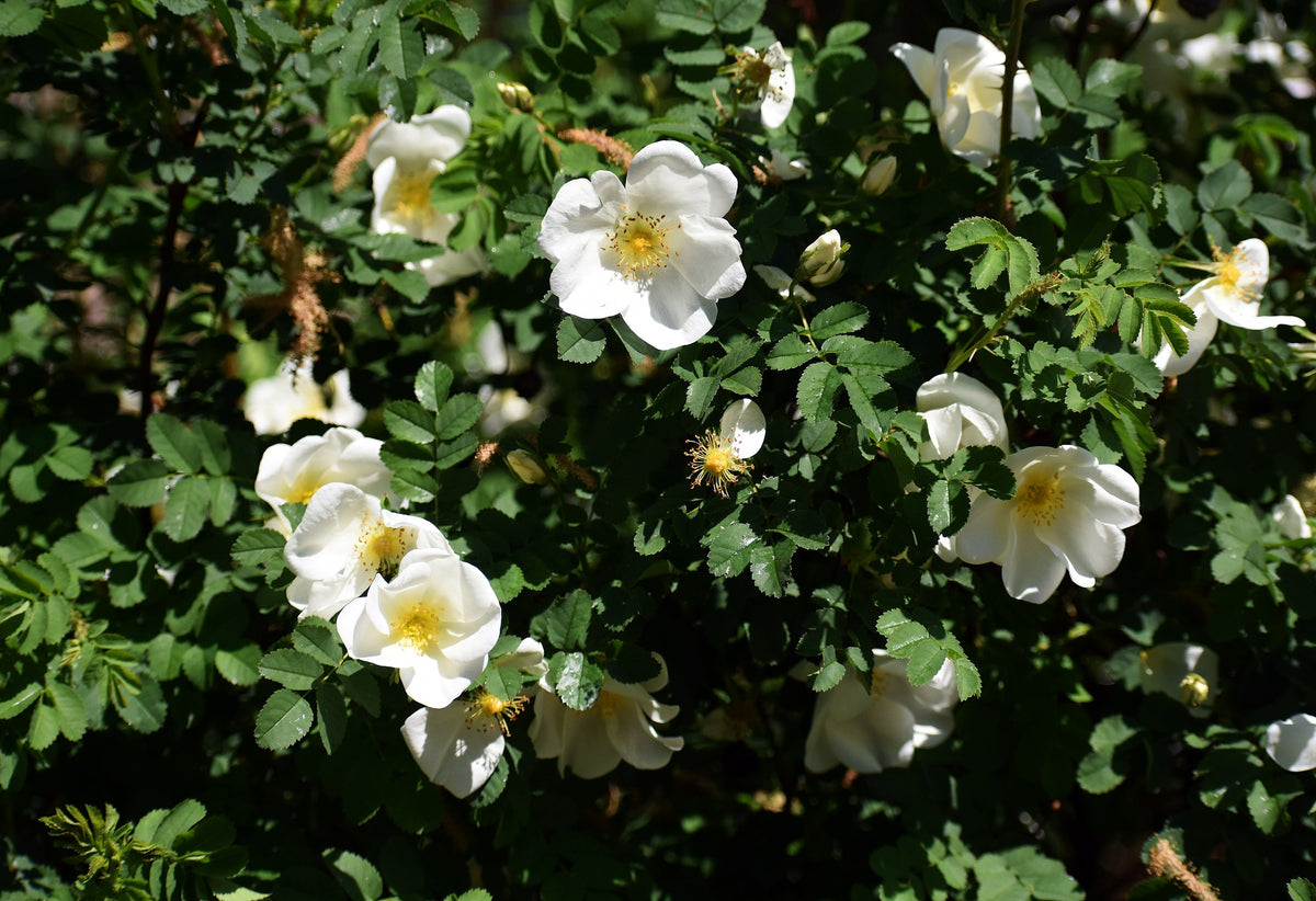 White Japanese Rose Seeds – Rosa Rugosa Alba Bush Rugosa Rose Flower – photo 6