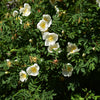 White Japanese Rose Seeds – Rosa Rugosa Alba Bush Rugosa Rose Flower – photo 7