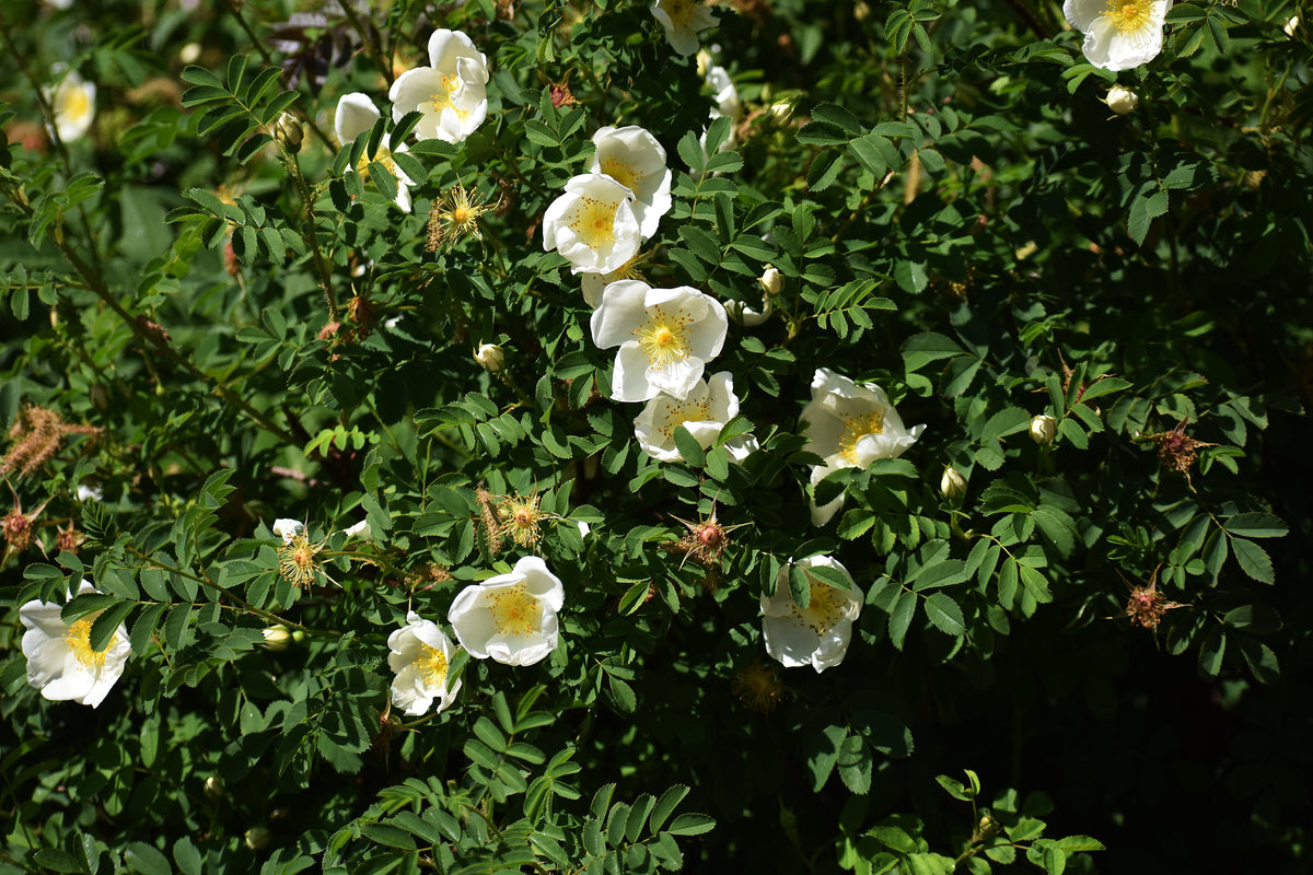 White Japanese Rose Seeds – Rosa Rugosa Alba Bush Rugosa Rose Flower – photo 7