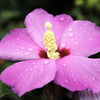 25 Dark Pink ROSE Of SHARON HIBISCUS Syriacus Flower Tree Bush Seeds