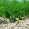 300 SWEET FLORENCE FENNEL Foeniculum Vulgare Azoricum Herb Vegetable Flower Seeds