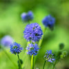 1500 GLOBE GILIA Bluehead Gilia Capitata Thimble Flower Seeds