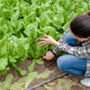 3000 PARRIS ISLAND Romaine LETTUCE Lactuca Sativa Vegetable Seeds