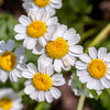 300 FEVERFEW Tanacetum Parthenium Herb Flower Seeds