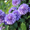 10 MIXED HYBRID CLEMATIS Hybrida Red Purple Pink Blue Bicolor Flower Vine Seeds