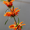 25 KLIP DAGGA (Lions Ear / Lions Tail / Wild Klip Dagga) Leonotis Nepetifolia Flower Seeds