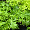 Green Curled Endive Seeds – (Salad Endive / Moss Curled Endive / Escarole) Cichorium Endivia Vegetable – photo 3
