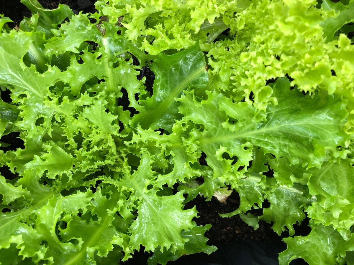 Green Curled Endive Seeds – (Salad Endive / Moss Curled Endive / Escarole) Cichorium Endivia Vegetable – photo 3