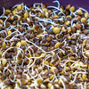 100 BLACK LENTIL Bush Lens Culinaris Vegetable Legume Sprouts Seeds