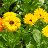 500 PACIFIC Beauty YELLOW MARIGOLD Calendula Officinalis Flower Seeds