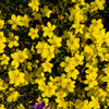500 Organic GOLDEN FLAX Yellow Linseed Common Linum Flavum Flower Seeds