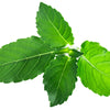 250 Green Tulsi HOLY BASIL Ocimum Sanctum Tenuiflorum Herb Flower Seeds