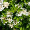 20 AMERICAN HIGHBUSH CRANBERRY Viburnum Trilobum Red Fruit White Flower Shrub Seeds