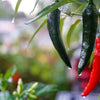 200 Hot SERRANO TAMPIQUENO PEPPER Mexican Chile Capsicum Annuum Vegetable Seeds