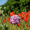 Organic Peony Poppy Mix Seeds – Papaver Paeoniflorum Mixed Colors Red, White, Pink, Black, Purple, Salmon – photo 18