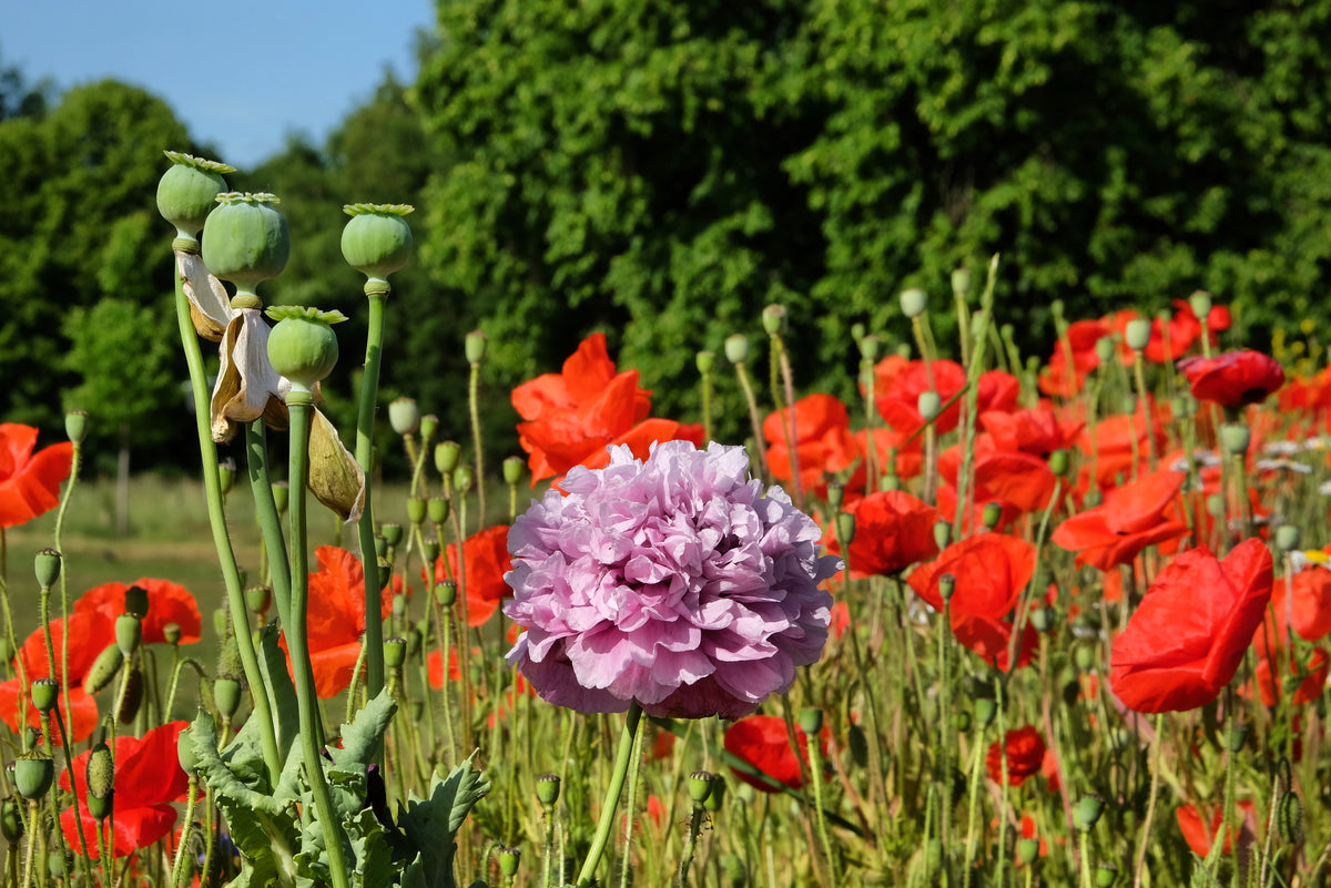 Organic Peony Poppy Mix Seeds – Papaver Paeoniflorum Mixed Colors Red, White, Pink, Black, Purple, Salmon – photo 18