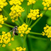 150 GOLDEN ALEXANDER (Golden Zizia / Meadow Zizia) Zizia Aurea Flower Seeds