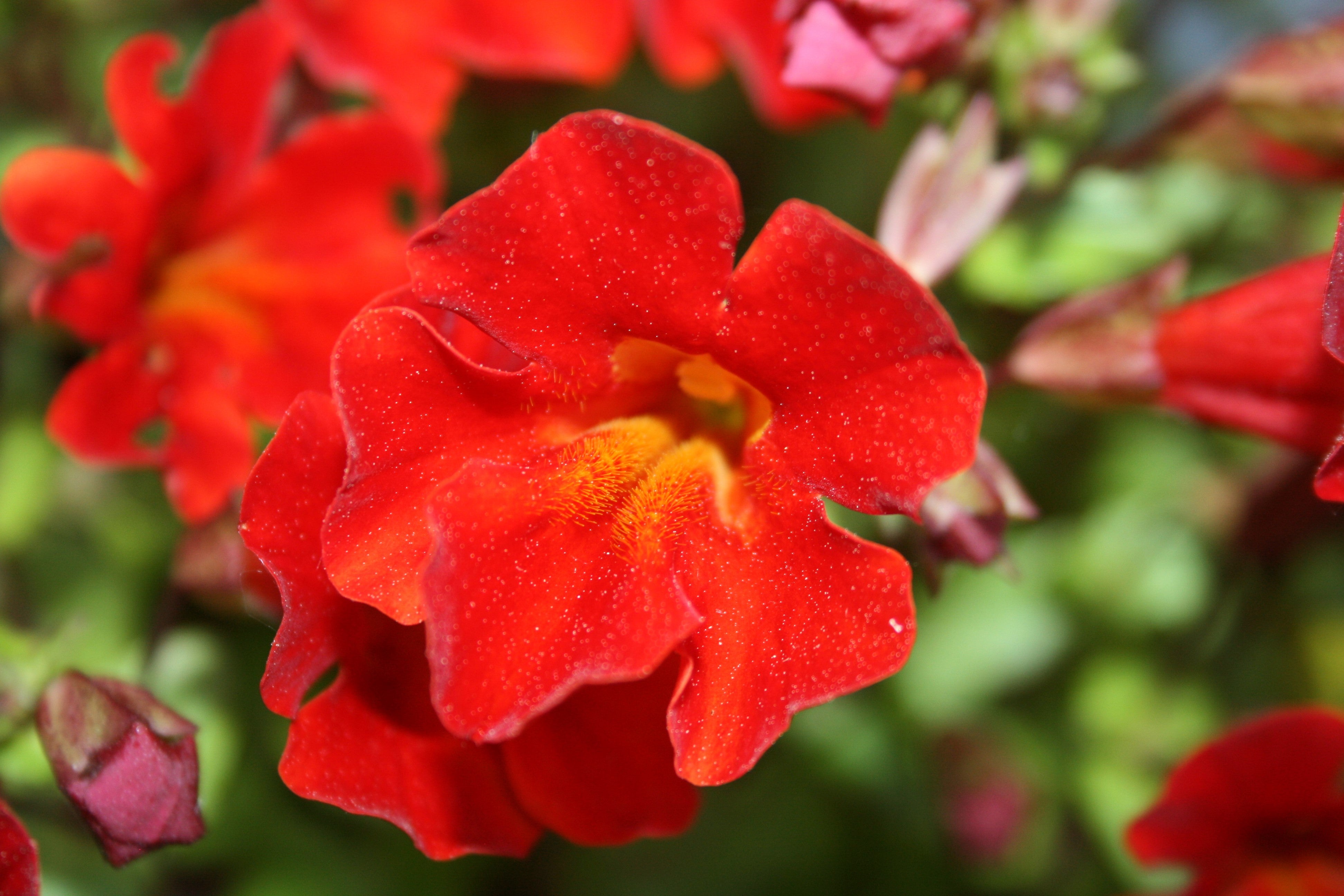 100 Twinkle RED MONKEY FLOWER Mimulus Seeds – The Plant Seed