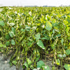 50 BLACK BEAN (Black Turtle Bush Bean) Phaseolus Vulgaris Vegetable Seeds