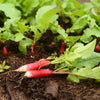 750 FRENCH BREAKFAST RADISH Raphanus Sativus Vegetable Seeds