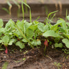 100 CHINA ROSE RADISH (Chinese Winter Radish) Raphanus Sativus Vegetable Seeds