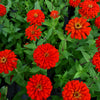 250 Red CHERRY QUEEN ZINNIA Elegans Flower Seeds