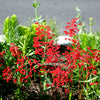 100 HEUCHERA FIREFLY Coral Bells Heuchera Sanguinea Red Flower Shade Seeds