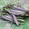 20 INDIAN TRUMPET Flower TREE (Midnight Horror / Broken Bones Plant / Tree of Damocles) Oroxylum Indicum Seeds