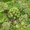 30 ANGELICA Archangelica Officinalis Edible Archangel / Holy Ghost Herb Seeds