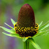30 WESTERN CONEFLOWER Rudbeckia Occidentalis Green Wizard aka Rayless Naked Chocolate Black Flower Herb Seeds