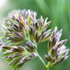 3000 QUICKDRAW ORCHARDGRASS Cat Grass Petgrass Cocksfoot Cool-Season Sun or Shade Dactylis GlomerataPerennial Bunchgrass Quick Draw Grass Seeds