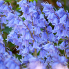 10 WOOD HYACINTH Mixed Colors English Woodland Spanish Bluebell Scilla Campanulata Hyacinthoides Hispanica Pink Purple White Flower Seeds