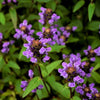 100 HEAL ALL Self Heal Prunella Vulgaris Purple Herb Flower Seeds