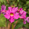 10 Cheron PINK HARDY GLOXINIA Incarvillea Delavayi Flower Seeds