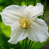 10 MIXED HIMALAYAN POPPY Blue Red Violet Meconopsis Napaulensis Mix Flower Seeds