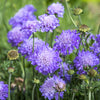 50 FINEST MIXED Colors SCABIOSA (Mourning Bride / Pin Cushion) Scabiosa Atropurpurea Flower Seeds