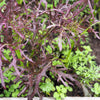 200 RED Streaked MIZUNA MUSTARD Japanese Greens Brassica Juncea Vegetable Seeds