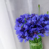 1000 Tall Blue BACHELOR'S BUTTON / CORNFLOWER Centaurea Cyanus Flower Seeds