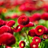100 RED ENGLISH DAISY Bellis Perennis Double Flower Seeds