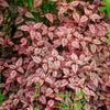 10 Dwarf PINK POLKA DOT PLANT Splash Select Hypoestes Phyllostachya Flower Houseplant Seeds