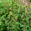 500 SALAD BURNET Sanguisorba Minor Edible Greens Vegetable Herb Flower Seeds