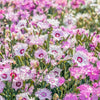 Cottage Pinks Seeds – (Garden, Laced, or Feathered Pink) Dianthus Plumarius Flower