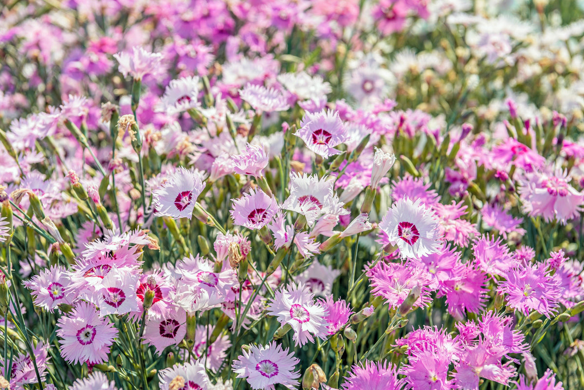 Cottage Pinks Seeds – (Garden, Laced, or Feathered Pink) Dianthus Plumarius Flower