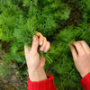 1500 DUKAT DILL Anethum Graveolens Sweet Heirloom European Herb Vegetable Seeds